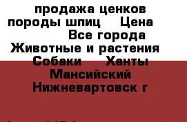 продажа ценков породы шпиц  › Цена ­ 35 000 - Все города Животные и растения » Собаки   . Ханты-Мансийский,Нижневартовск г.